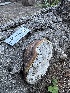  ( - HAY-F-001269)  @11 [ ] by-nc (2023) Aaron Tupac Fungal Diversity Survey