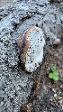  ( - HAY-F-001269)  @11 [ ] by-nc (2023) Aaron Tupac Fungal Diversity Survey