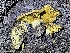  ( - HAY-F-006430)  @11 [ ] by-nc (2023) Damon Tighe Fungal Diversity Survey