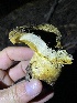  ( - HAY-F-006430)  @11 [ ] by-nc (2023) Damon Tighe Fungal Diversity Survey