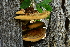 ( - FDS-CA-00345)  @11 [ ] by-nc (2023) Christian Schwarz Fungal Diversity Survey