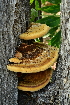  ( - FDS-CA-00345)  @11 [ ] by-nc (2023) Christian Schwarz Fungal Diversity Survey