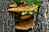  ( - FDS-CA-00345)  @11 [ ] by-nc (2023) Christian Schwarz Fungal Diversity Survey