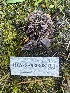  ( - HAY-F-003908)  @11 [ ] by-nc (2023) Grace Stark Fungal Diversity Survey