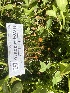  ( - HAY-F-003910)  @11 [ ] by-nc (2023) Grace Stark Fungal Diversity Survey