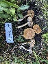  ( - HAY-F-003830)  @11 [ ] by-nc (2023) Grace Stark Fungal Diversity Survey