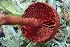  ( - HAY-F-006453)  @11 [ ] by-nc (2023) Damon Tighe Fungal Diversity Survey