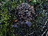  ( - HAY-F-003908)  @11 [ ] by-nc (2023) Grace Stark Fungal Diversity Survey