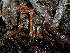  ( - HAY-F-003812)  @11 [ ] by-nc (2023) Grace Stark Fungal Diversity Survey