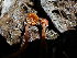  ( - HAY-F-003812)  @11 [ ] by-nc (2023) Grace Stark Fungal Diversity Survey