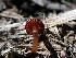  ( - HAY-F-003812)  @11 [ ] by-nc (2023) Grace Stark Fungal Diversity Survey