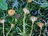  ( - HAY-F-003910)  @11 [ ] by-nc (2023) Grace Stark Fungal Diversity Survey