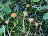  ( - HAY-F-003910)  @11 [ ] by-nc (2023) Grace Stark Fungal Diversity Survey