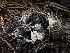  ( - HAY-F-003785)  @11 [ ] by-nc (2023) Grace Stark Fungal Diversity Survey