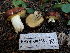  ( - HAY-F-003881)  @11 [ ] by-nc (2023) Grace Stark Fungal Diversity Survey