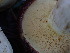  ( - HAY-F-003881)  @11 [ ] by-nc (2023) Grace Stark Fungal Diversity Survey