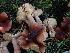  ( - HAY-F-003895)  @11 [ ] by-nc (2023) Grace Stark Fungal Diversity Survey