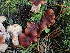  ( - HAY-F-003895)  @11 [ ] by-nc (2023) Grace Stark Fungal Diversity Survey