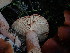  ( - HAY-F-003895)  @11 [ ] by-nc (2023) Grace Stark Fungal Diversity Survey