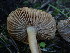  ( - HAY-F-003830)  @11 [ ] by-nc (2023) Grace Stark Fungal Diversity Survey