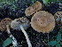  ( - HAY-F-003830)  @11 [ ] by-nc (2023) Grace Stark Fungal Diversity Survey
