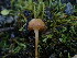  ( - HAY-F-003907)  @11 [ ] by-nc (2023) Grace Stark Fungal Diversity Survey