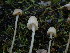 ( - HAY-F-003907)  @11 [ ] by-nc (2023) Grace Stark Fungal Diversity Survey