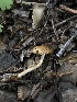  ( - HAY-F-006024)  @11 [ ] by-nc (2023) Dean Lyons Fungal Diversity Survey