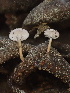  ( - HAY-F-005988)  @11 [ ] by-nc (2023) Dean Lyons Fungal Diversity Survey