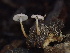  ( - HAY-F-005988)  @11 [ ] by-nc (2023) Dean Lyons Fungal Diversity Survey