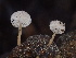  ( - HAY-F-005988)  @11 [ ] by-nc (2023) Dean Lyons Fungal Diversity Survey