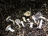  (Stropharia ambigua - HAY-F-005991)  @11 [ ] by-nc (2023) Dean Lyons Fungal Diversity Survey