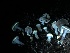  ( - HAY-F-005991)  @11 [ ] by-nc (2023) Dean Lyons Fungal Diversity Survey