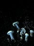  ( - HAY-F-005991)  @11 [ ] by-nc (2023) Dean Lyons Fungal Diversity Survey