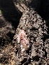  ( - HAY-F-005998)  @11 [ ] by-nc (2023) Dean Lyons Fungal Diversity Survey