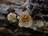  ( - HAY-F-005997)  @11 [ ] by-nc (2023) Dean Lyons Fungal Diversity Survey