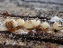  ( - HAY-F-005997)  @11 [ ] by-nc (2023) Dean Lyons Fungal Diversity Survey