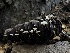  ( - HAY-F-006019)  @11 [ ] by-nc (2023) Dean Lyons Fungal Diversity Survey