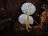  ( - HAY-F-006019)  @11 [ ] by-nc (2023) Dean Lyons Fungal Diversity Survey