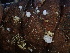  ( - HAY-F-006019)  @11 [ ] by-nc (2023) Dean Lyons Fungal Diversity Survey