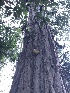  ( - HAY-F-006002)  @11 [ ] by-nc (2023) Dean Lyons Fungal Diversity Survey