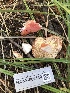 (Russula sp. queletii-AZ01 - HAY-F-006140)  @11 [ ] by-nc (2023) Dean Lyons Fungal Diversity Survey