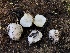  ( - HAY-F-006129)  @11 [ ] by-nc (2023) Dean Lyons Fungal Diversity Survey