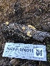  ( - HAY-F-006011)  @11 [ ] by-nc (2023) Dean Lyons Fungal Diversity Survey