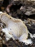  ( - HAY-F-006012)  @11 [ ] by-nc (2023) Dean Lyons Fungal Diversity Survey