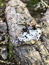  ( - HAY-F-006012)  @11 [ ] by-nc (2023) Dean Lyons Fungal Diversity Survey