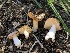  (Russula sp. nauseosa-CA01 - HAY-F-006147)  @11 [ ] by-nc (2023) Dean Lyons Fungal Diversity Survey