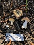  ( - HAY-F-006147)  @11 [ ] by-nc (2023) Dean Lyons Fungal Diversity Survey