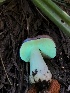  ( - HAY-F-006147)  @11 [ ] by-nc (2023) Dean Lyons Fungal Diversity Survey