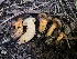  (Chroogomphus sp. ochraceus-BC01 - HAY-F-006157)  @11 [ ] by-nc (2023) Dean Lyons Fungal Diversity Survey